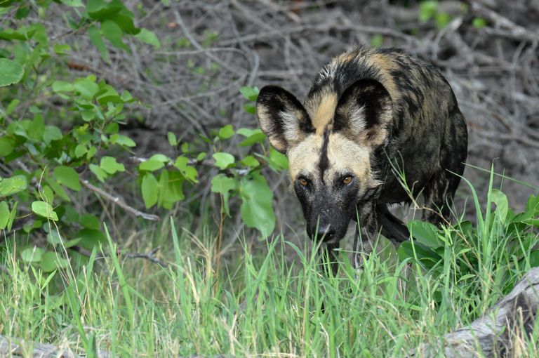 Botswana Wildlife wilde hond KS (2).jpg - Jambo Safari Club